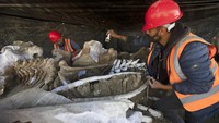 Para arkeolog pun berharap proses penggalian kerangka hewan purba mammoth itu dapat membantu mereka mengungkap alasan kepunahan hewan purba tersebut.