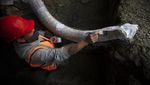 Kerangka Mammoth Ditemukan di Area Pembangunan Bandara Meksiko