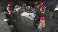 Sejumlah ahli paleontologi merawat kerangka hewan purba mammoth yang ditemukan di lokasi pembangunan bandara baru Meksiko, Kamis (3/9/2020) waktu setempat.