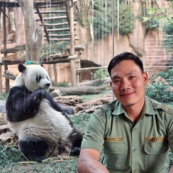 penjaga panda taman safari