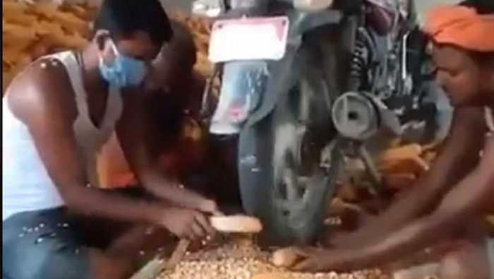 Kupas jagung pakai motor.