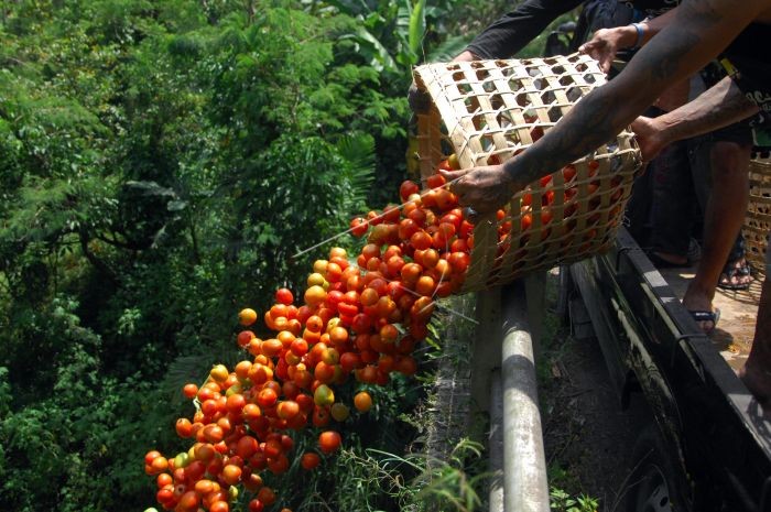 Sayuran dan Ayam Tak Laku, Petani Bagikan Gratis pada Warga