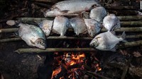 Mereka adalah suku asli Amazon, bergantung pada hutan untuk menanam dan mengumpulkan makanan, berburu, memancing, dan obat-obatan. Tapi rumah Uru-Eu-Wau-Wau kini terancam karena kebakaran juga penggundulan.