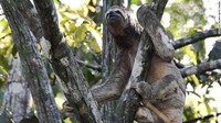 Alam adalah segalanya bagi kita. Ini adalah hidup kami, paru-paru kami, hati kami. Kami tidak ingin melihat hutan ditebang. Jika Anda menebang semuanya, pasti akan lebih panas, dan tidak akan ada sungai, perburuan, atau udara murni bagi kita, kata Awapy.