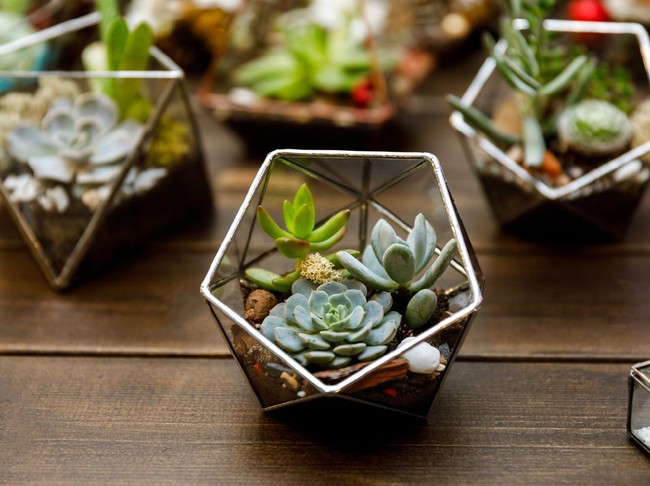 Tanaman hias sukulen Succulent in the geometry glass terrarium