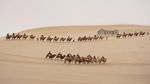 Di China Ada Wisata Naik Unta dan Oasis di Padang Pasir Lho