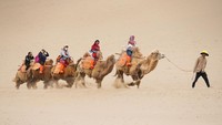 Wisata naik unta ini berjalan berbaris. Satu baris berisi satu pemandu dengan lima ekor unta dan bisa dinaiki lima orang wisatawan.  