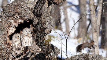 “Surprise!” © Makoto Ando Foto: Wildlife Photographer of the Year