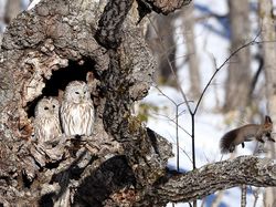 Karya Terpuji Wildlife Photographer of the Year 2020 Pukau Mata