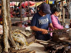 Karya Terpuji Wildlife Photographer of the Year 2020 Pukau Mata