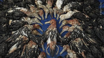“Memorial to the albatrosses” © Thomas P Peschak. Foto: Wildlife Photographer of the Year 