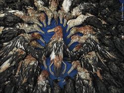 Karya Terpuji Wildlife Photographer of the Year 2020 Pukau Mata