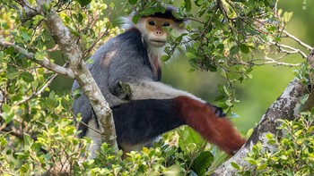 “Treetop douc” © Arshdeep Singh. Foto: Wildlife Photographer of the Year 