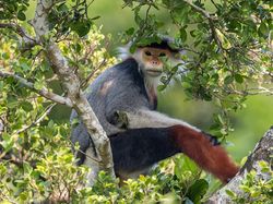 Karya Terpuji Wildlife Photographer of the Year 2020 Pukau Mata