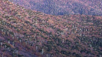 “The forest born of fire” © Andrea Pozzi. Foto: Wildlife Photographer of the Year 