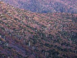 Karya Terpuji Wildlife Photographer of the Year 2020 Pukau Mata