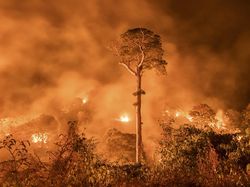 Karya Terpuji Wildlife Photographer of the Year 2020 Pukau Mata
