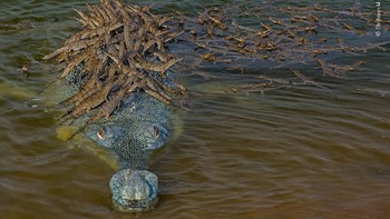 “Head start” © Dhiritiman Mukherjee. Foto: Wildlife Photographer of the Year