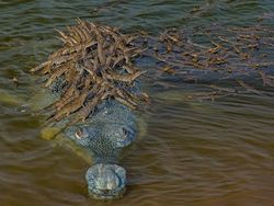 Karya Terpuji Wildlife Photographer of the Year 2020 Pukau Mata