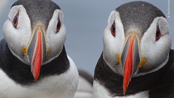 “Paired-up puffins” © Evie Easterbrook Foto: Wildlife Photographer of the Year