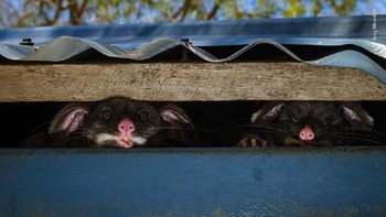 “Peeking possums” © Gary Meredith Foto: Wildlife Photographer of the Year