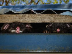 Karya Terpuji Wildlife Photographer of the Year 2020 Pukau Mata