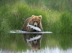 Karya Terpuji Wildlife Photographer of the Year 2020 Pukau Mata