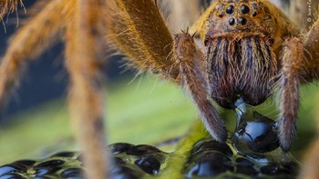 “The spider’s supper” © Jaime Culebras Foto: Wildlife Photographer of the Year