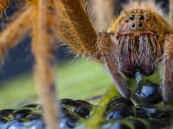 Karya Terpuji Wildlife Photographer of the Year 2020 Pukau Mata