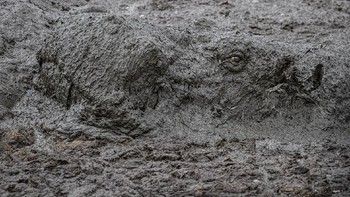 “Eye of the drought” © Jose Fragoso Foto: Wildlife Photographer of the Year