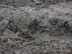 Karya Terpuji Wildlife Photographer of the Year 2020 Pukau Mata