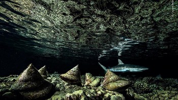 “The night shift” © Laurent Ballesta Foto: Wildlife Photographer of the Year