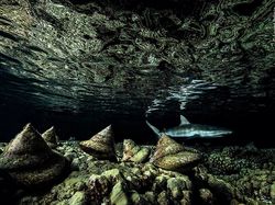 Karya Terpuji Wildlife Photographer of the Year 2020 Pukau Mata