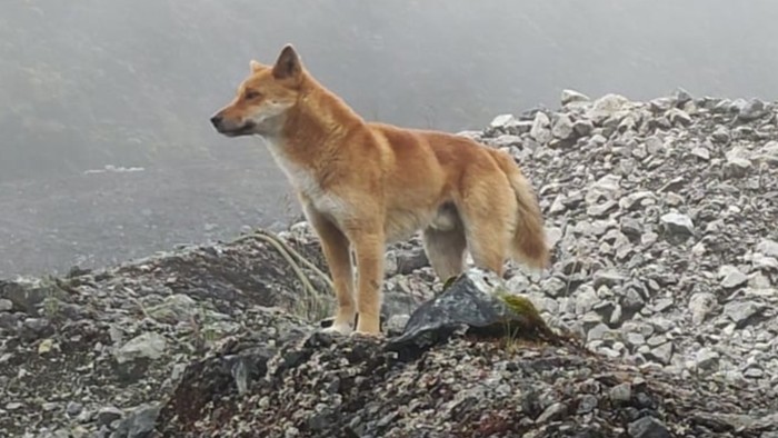 Anjing langka yang bisa bernyanyi, yang tadinya diduga telah punah puluhan tahun lalu, ditemukan di Indonesia