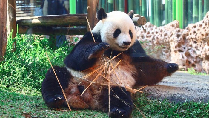 Giant Panda