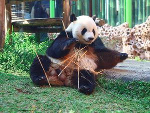 Mengenal Giant Panda, Si Gembul yang Hanya bisa Mengurus Satu Anak