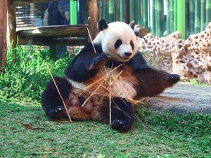 Mengenal Giant Panda, Si Gembul yang Hanya bisa Mengurus Satu Anak