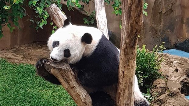 Giant Panda