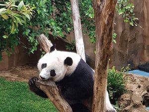 Hobi Rebahan, Giant Panda Bisa Tidur 16 Jam dalam Sehari