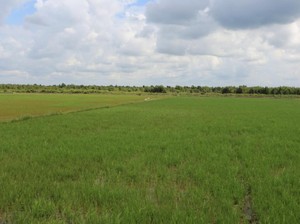 Food Estate Adalah Lumbung Pangan, Ini Tujuannya