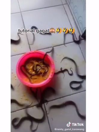 Tips mengolah belut