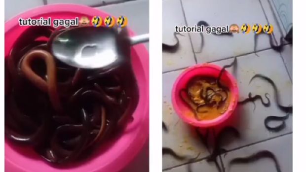 Tips mengolah belut