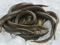 5 Cara Budidaya Belut dengan Lumpur untuk Pemula dan Risikonya