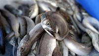 Jadi Belut Itu Ular atau Ikan? Ini Jawabannya
