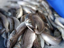 Jadi Belut Itu Ular atau Ikan? Ini Jawabannya