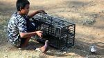 Asyik Bermain Burung, Anak-anak Ini Abaikan Protokol Kesehatan