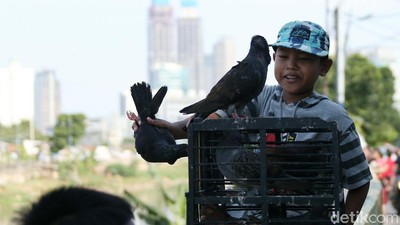Asyik Bermain Burung, Anak-anak Ini Abaikan Protokol Kesehatan