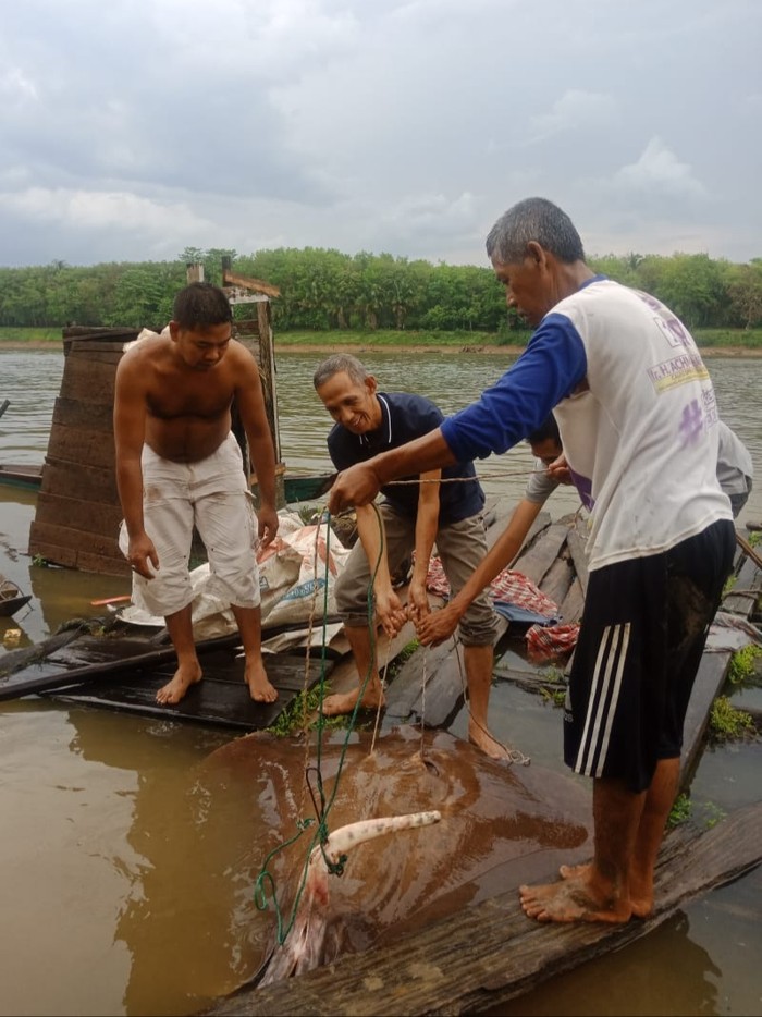 Camat dan nelayan saat melepaskan ikan pari raksasa ke Sungai Musi