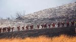 Melihat Aksi Petugas Pemadam di Kebakaran Hutan California