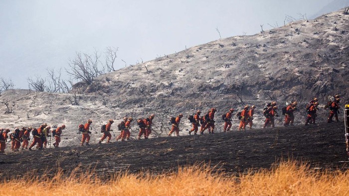Melihat Aksi Petugas Pemadam di Kebakaran Hutan California Members of firefighters walk in line during a wildfire in Yucaipa, Calif., Saturday, Sept. 5, 2020. Three fast-spreading California wildfires sent people fleeing Saturday, with one trapping campers at a reservoir in the Sierra National Forest, as a brutal heat wave pushed temperatures into triple digits in many parts of state.(AP Photo/Ringo H.W. Chiu)